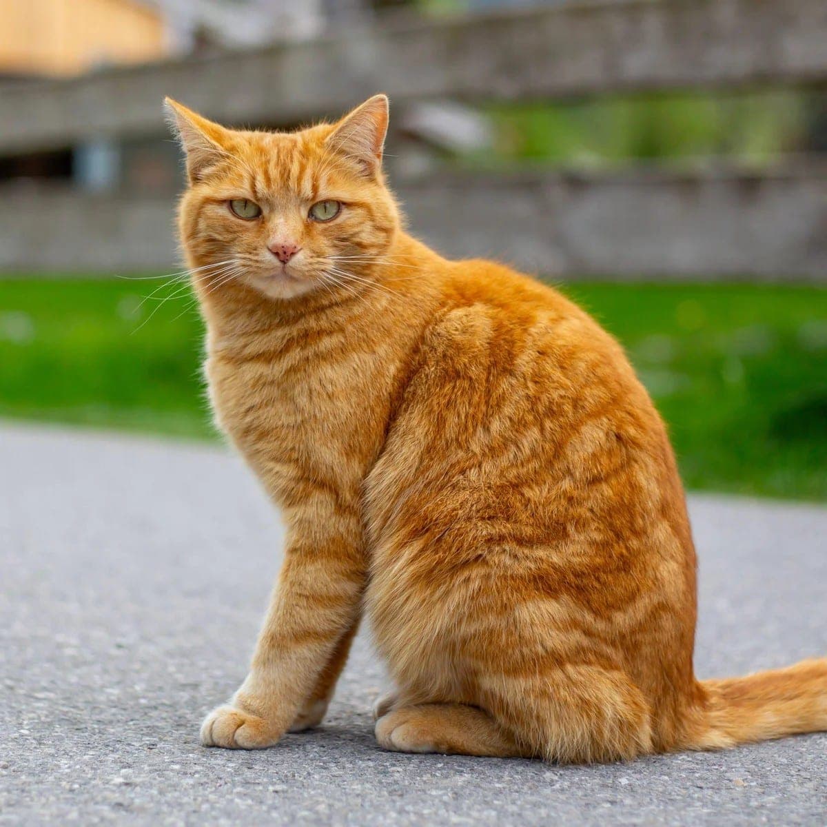 The original phone photo of a ginger cat