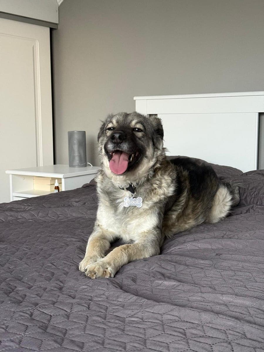 The original phone photo of a dog