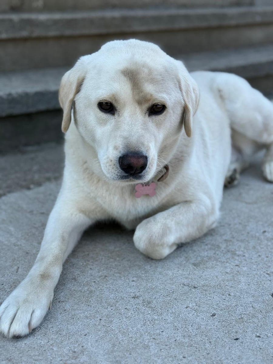 The original phone photo of a dog