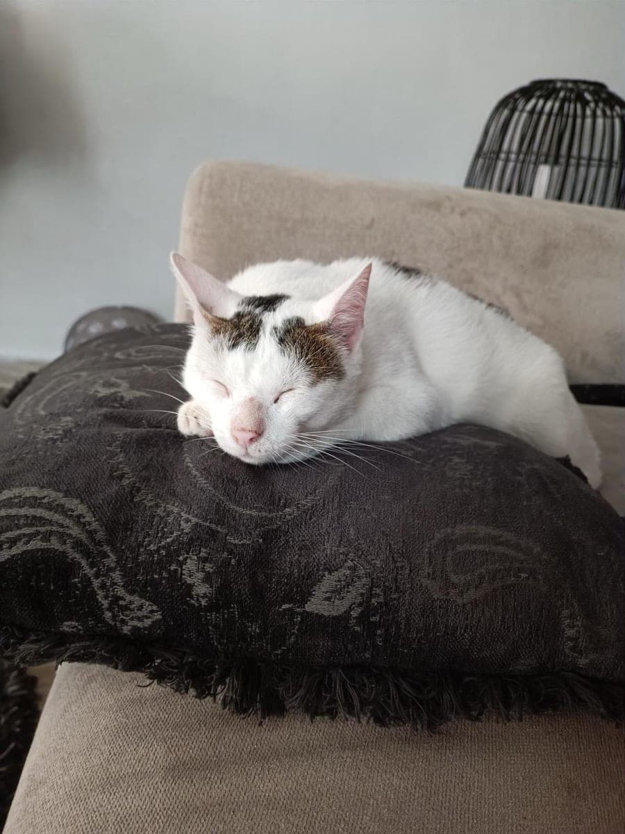 The original phone photo of a cat