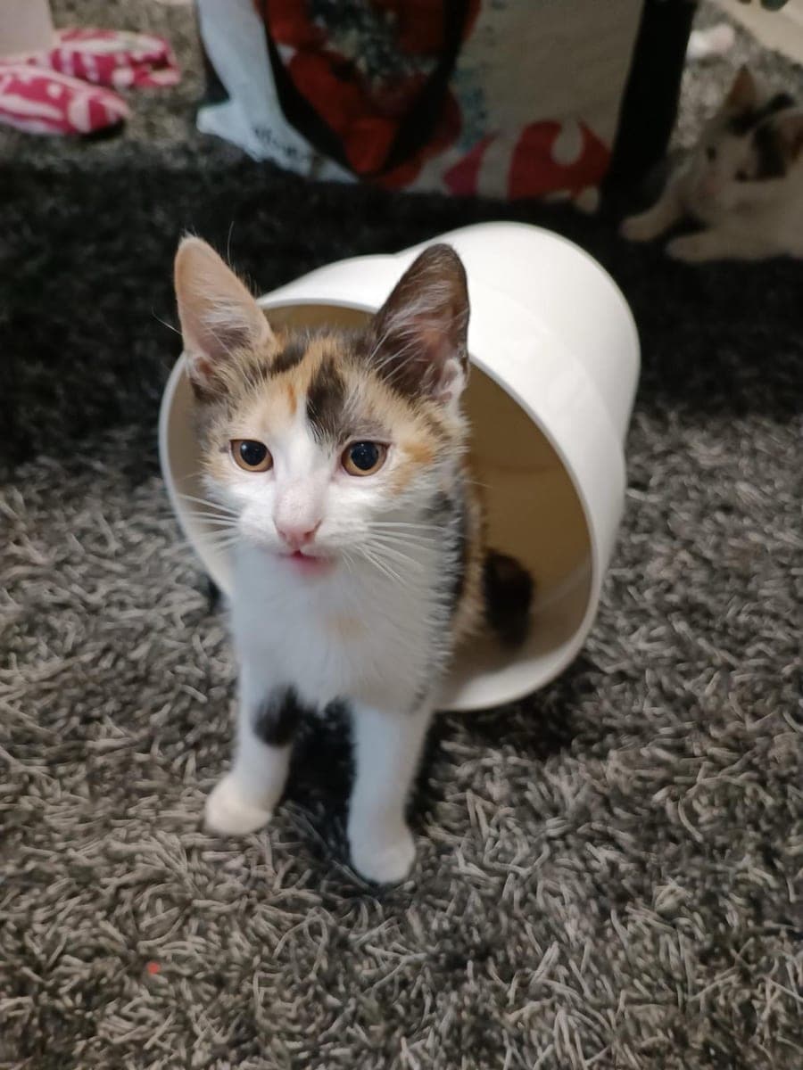 The original phone photo of a cat