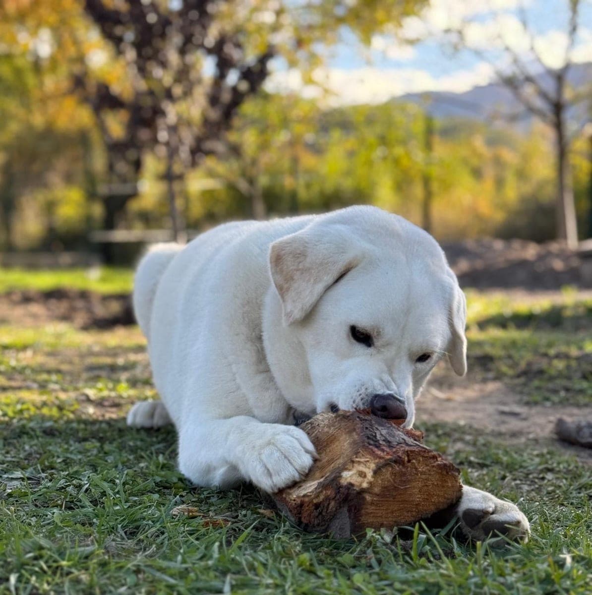 The original phone photo of a dog
