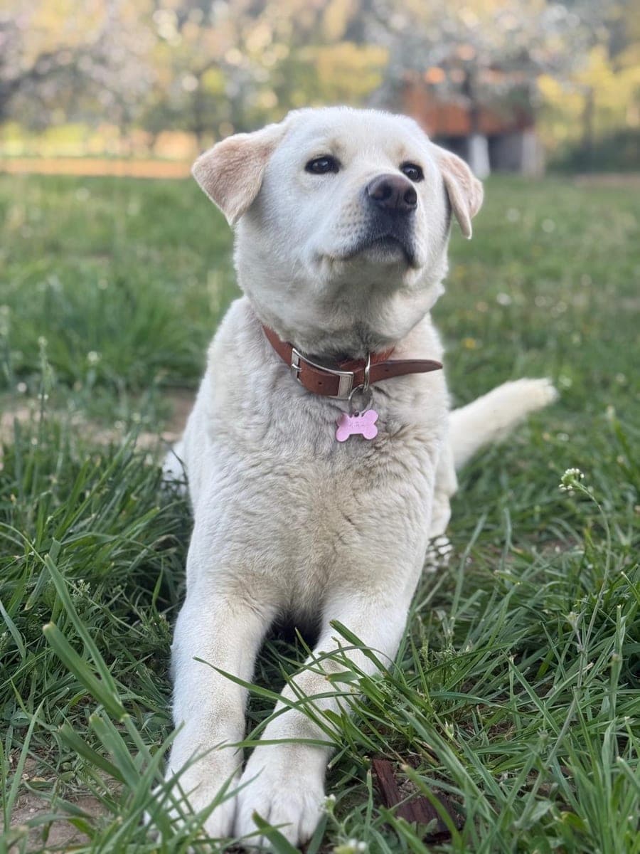 The original phone photo of a dog