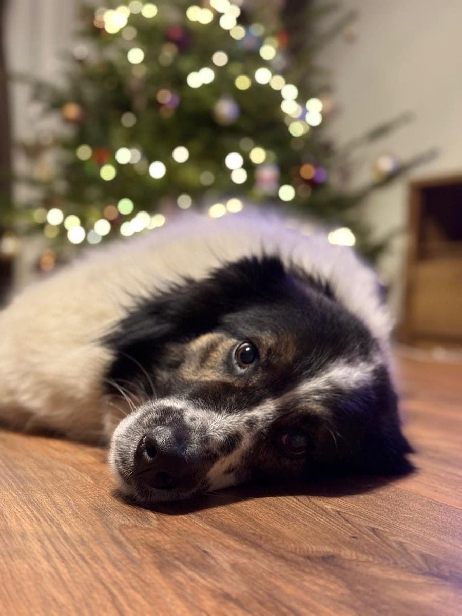 The original phone photo of a dog