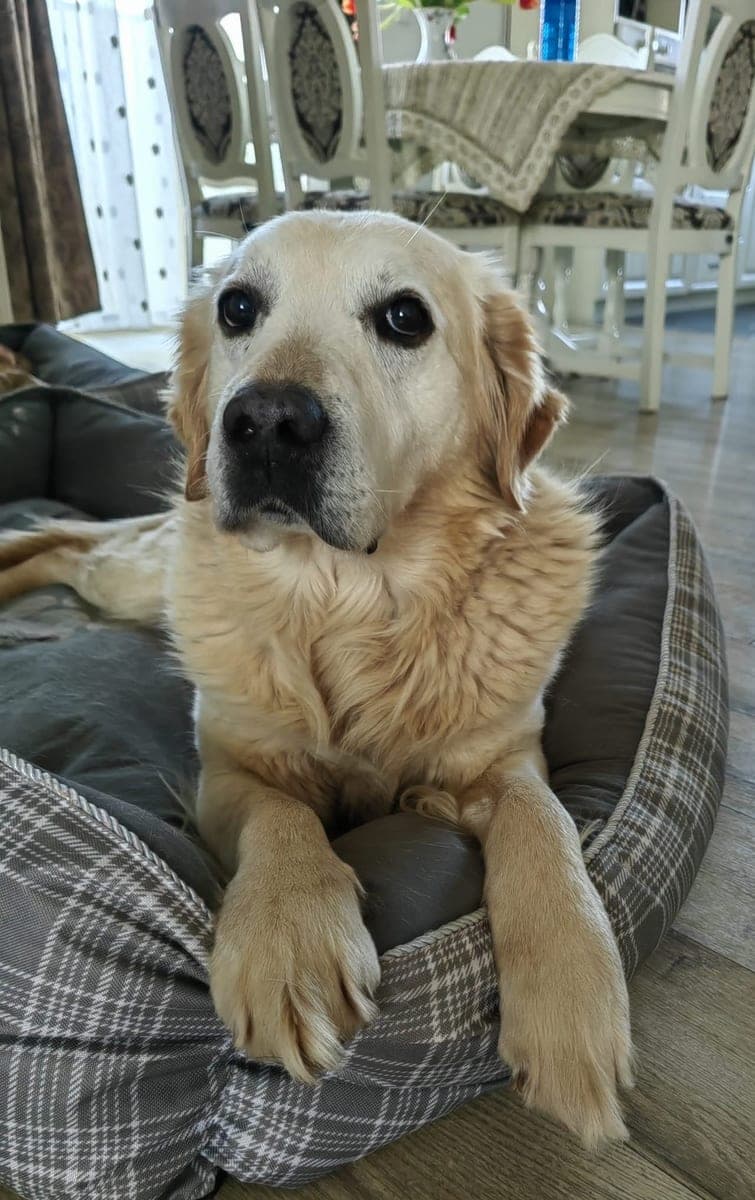 The original phone photo of a dog