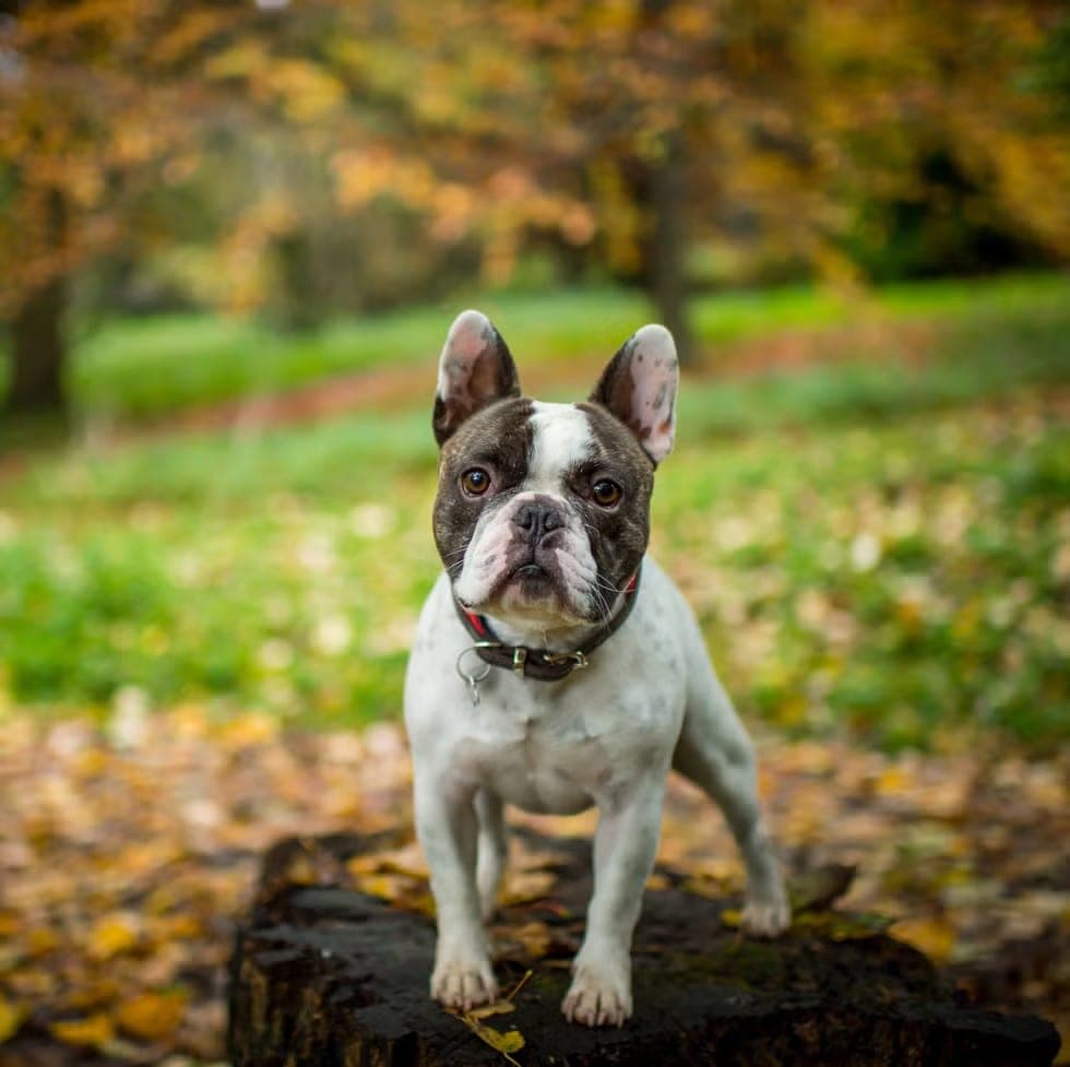 The original phone photo of a dog