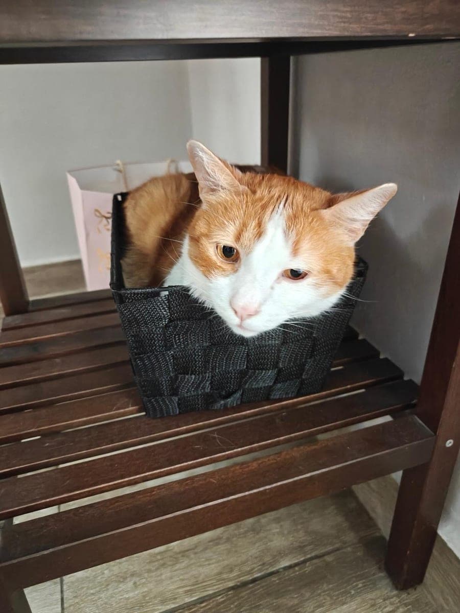 The original phone photo of a cat