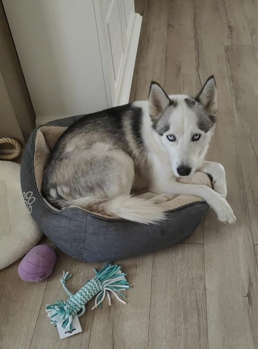The original phone photo of a dog