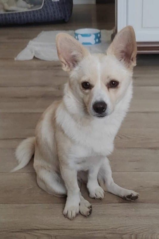 The original phone photo of a dog