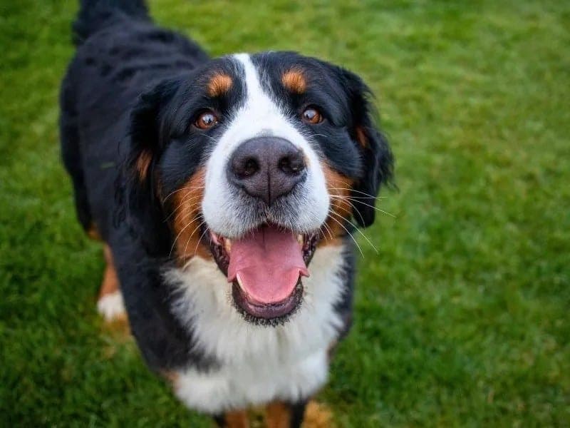The original phone photo of a dog
