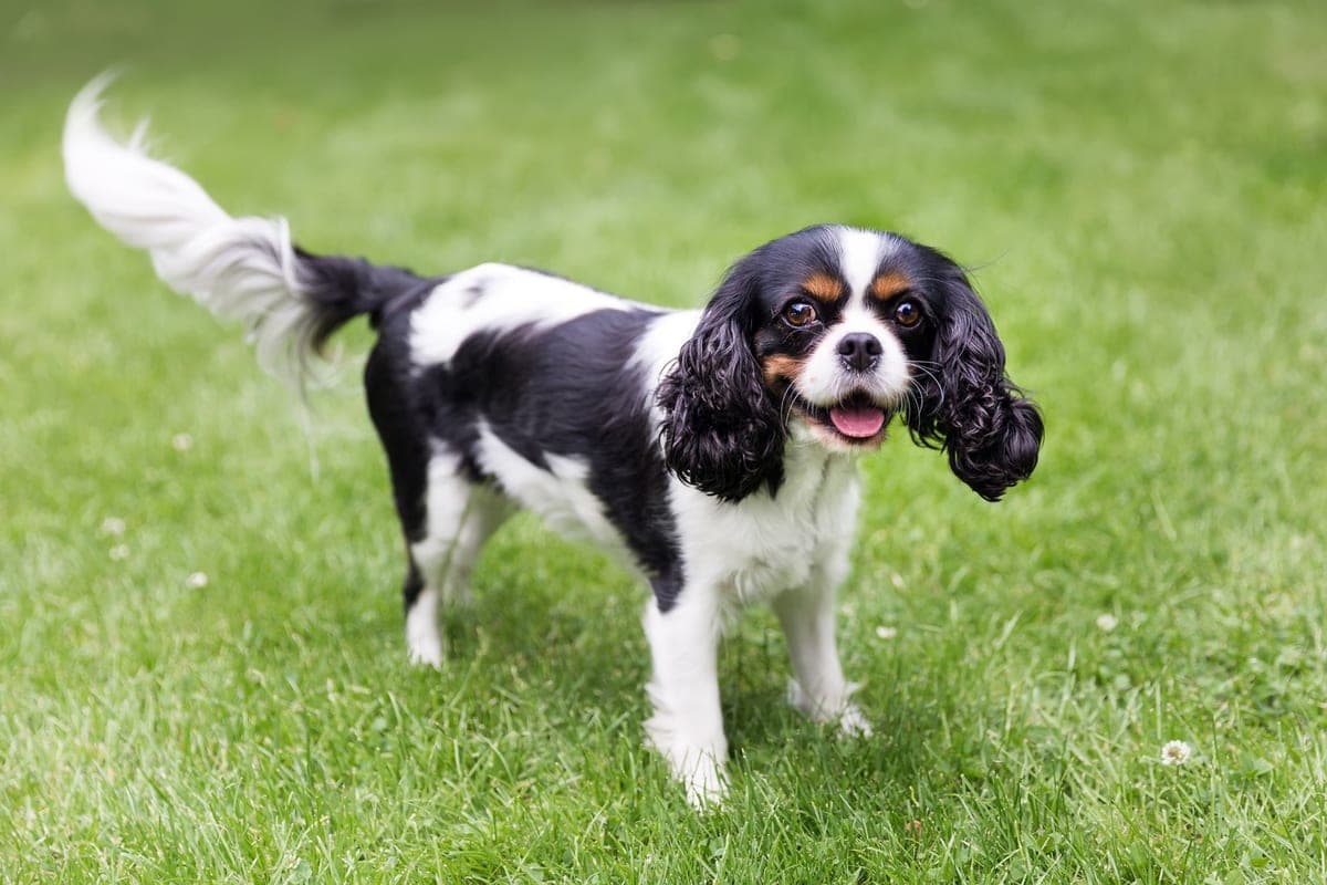 The original phone photo of a dog
