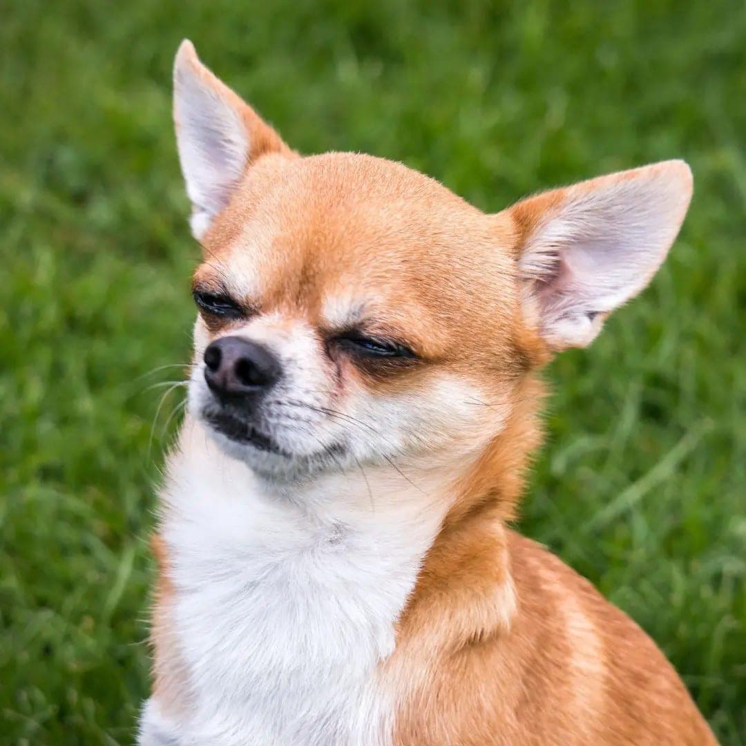 The original phone photo of a dog