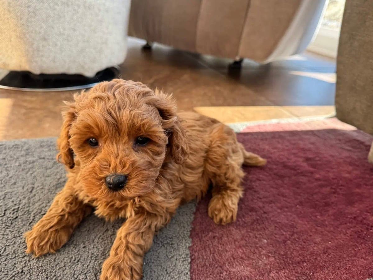 The original phone photo of a dog