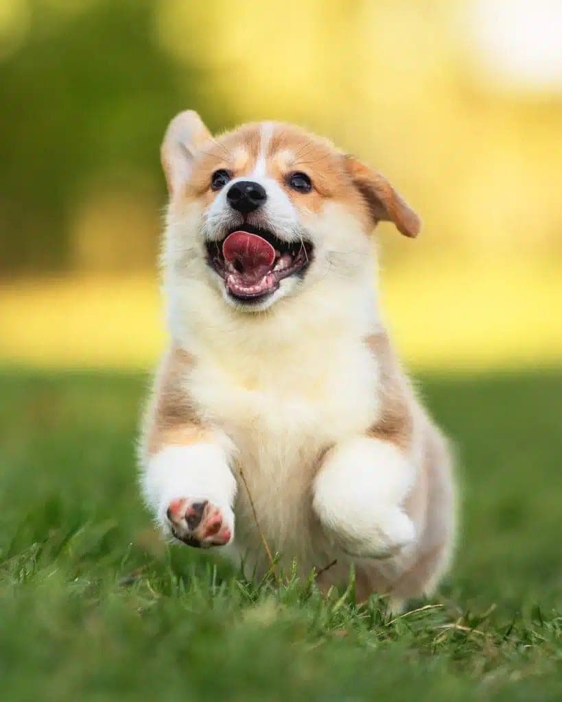 The original phone photo of a dog