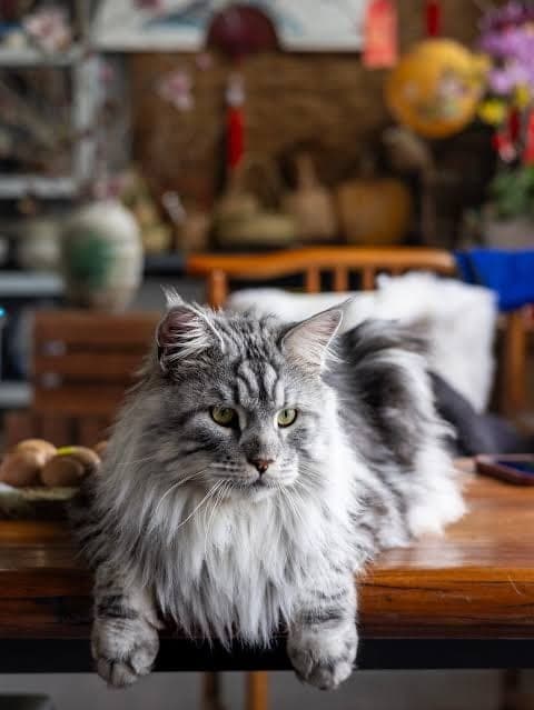 The original phone photo of a cat