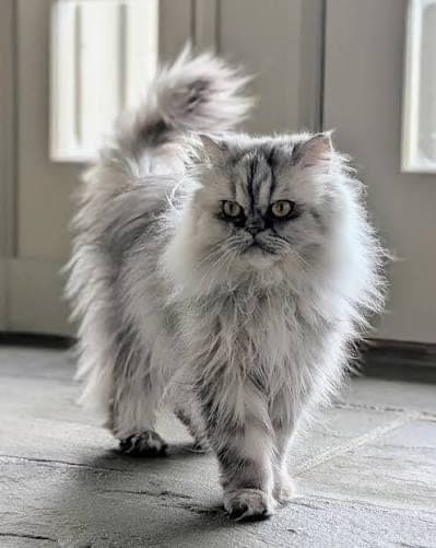 The original phone photo of a cat