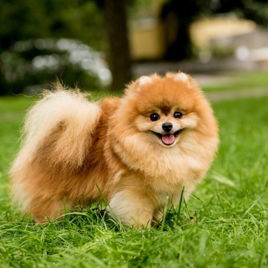 The original phone photo of a dog