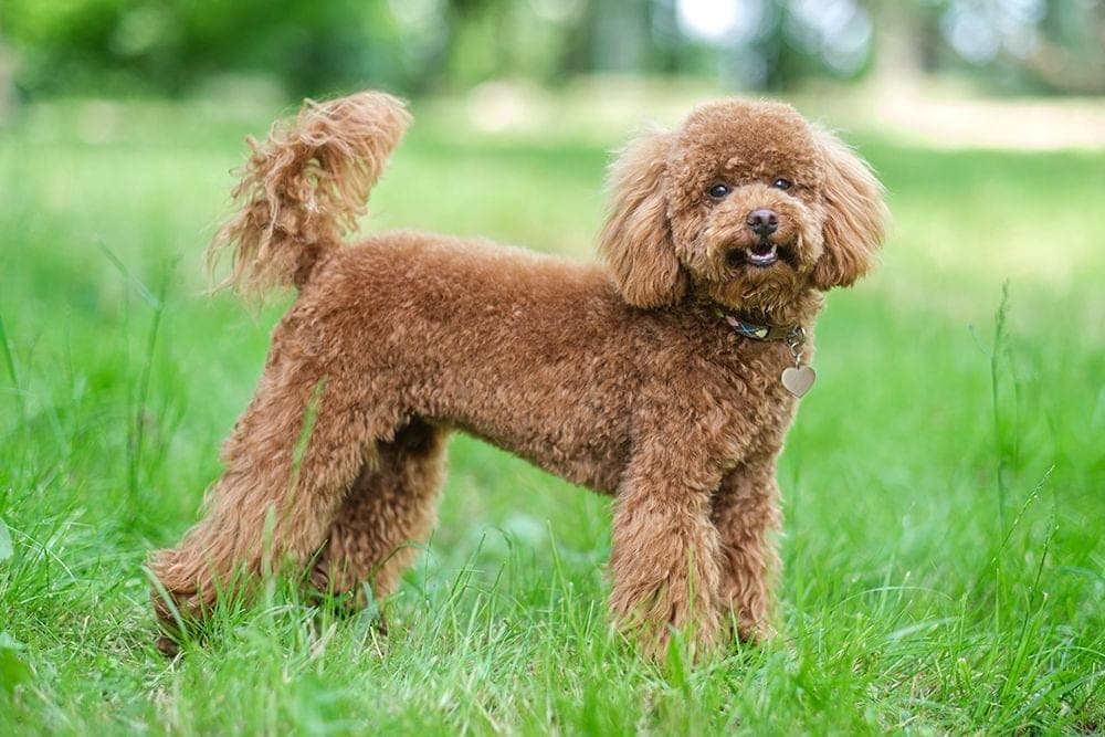 The original phone photo of a dog