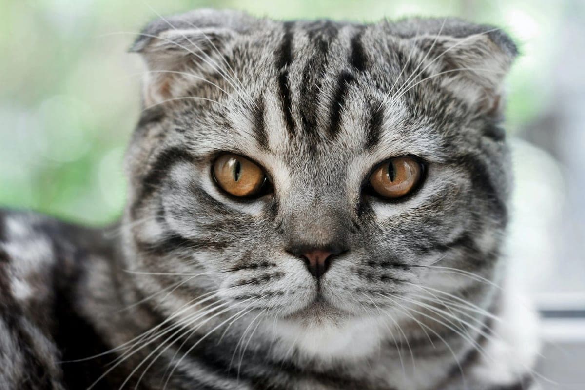 The original phone photo of a cat