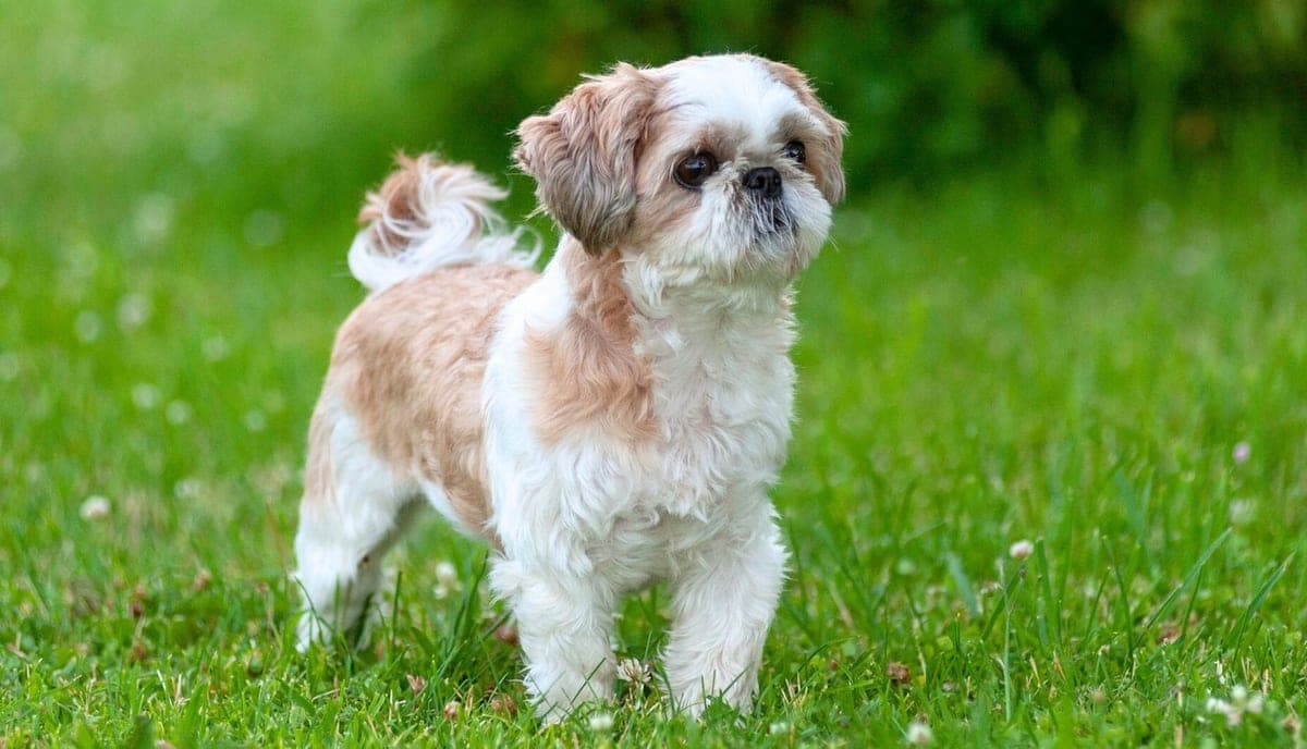 The original phone photo of a dog