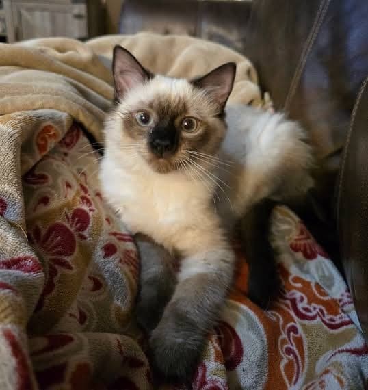 The original phone photo of a cat