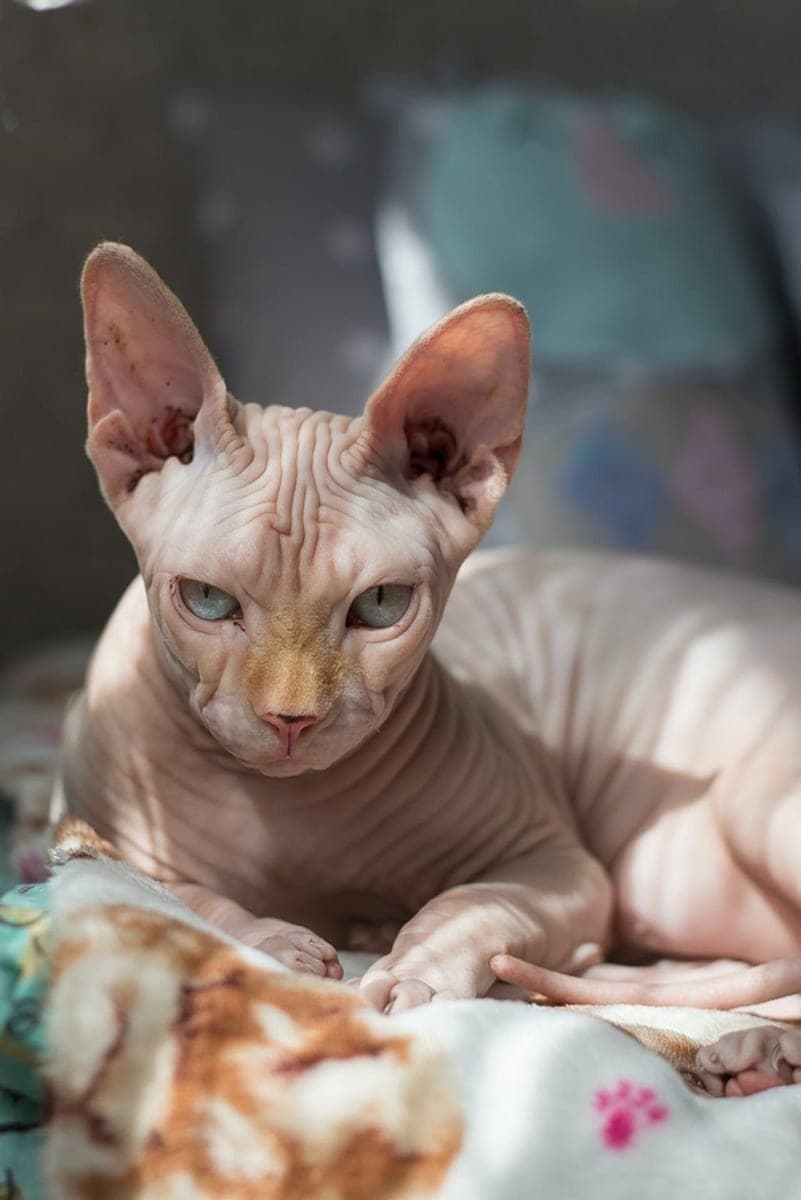 The original phone photo of a cat