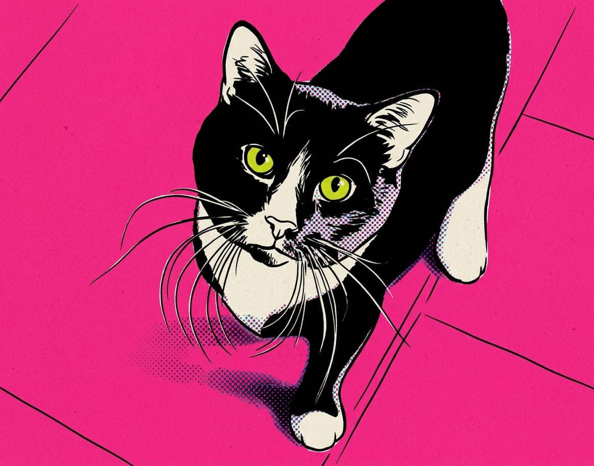 The same cat as a pop art portrait