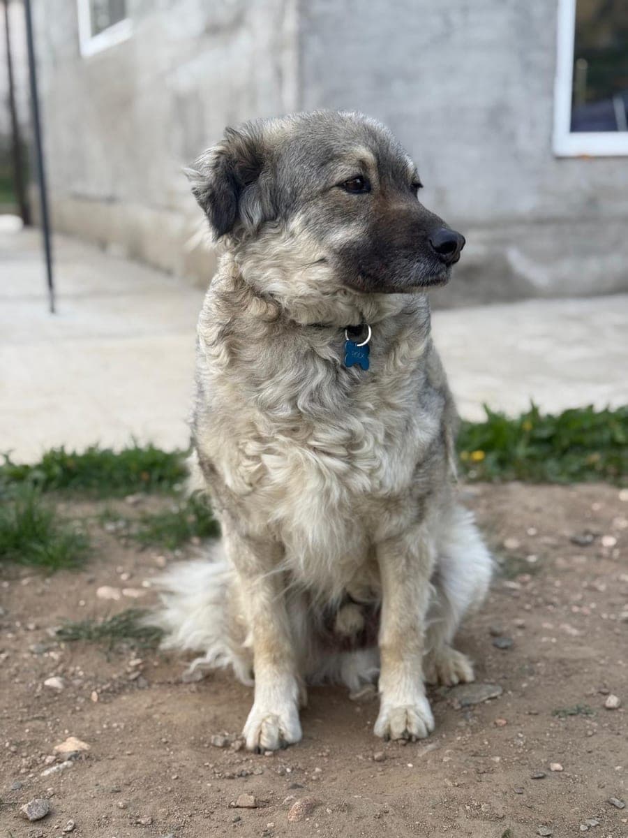 The original phone photo of a dog